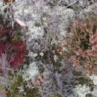Fursaxa - Mycorrhizae Realm